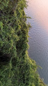 湖边绿植