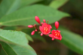 珊瑚花