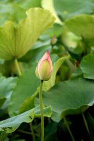  荷花苞