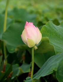  荷花苞