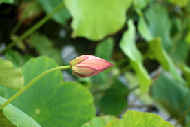  荷花苞