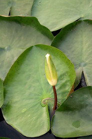 睡莲花苞