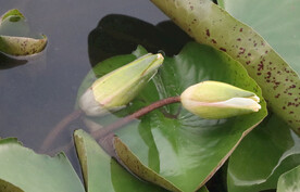 睡莲花苞