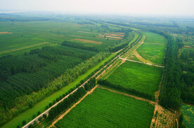 黄河大堤两侧防浪林
