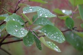 雨后的水滴