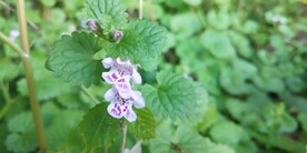 野外活血丹图片