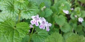 野外活血丹花图片