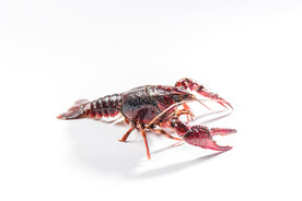 小龙虾