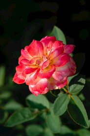 月季花