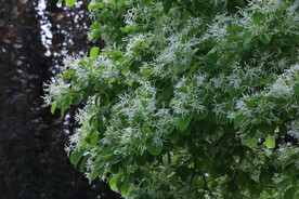 流苏树花