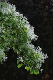 流苏树花 