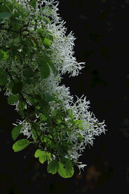 流苏树花