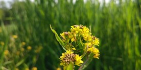 野外蔊菜花图片