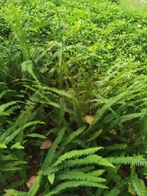 肾蕨