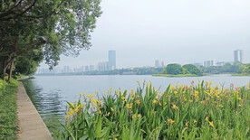 河边绿野风光照