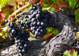 葡萄