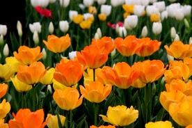 郁金香花田