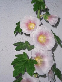 喇叭花