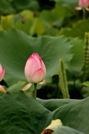 荷花花苞花蕾