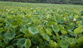 荷花池
