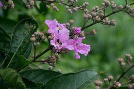 紫薇花
