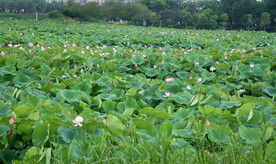 莲池