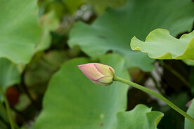 荷花花苞花蕾