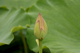荷花花苞花蕾