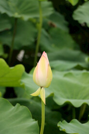 荷花花苞花蕾