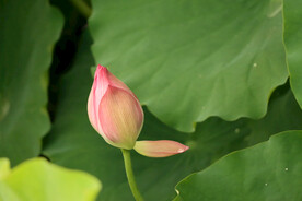 荷花花苞