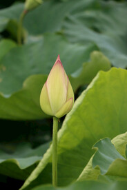 荷花花苞