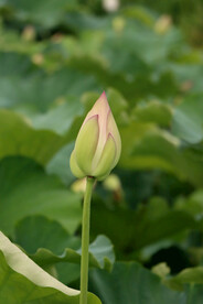 荷花花苞