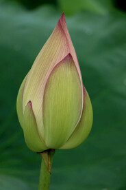 荷花花苞花蕾