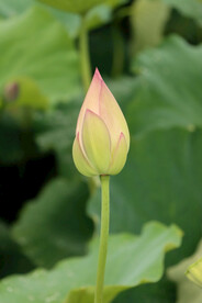 荷花花苞