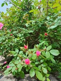 待得暖风吹花绽1