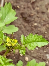 野花野草野菜特写近拍寂寞黄花廋