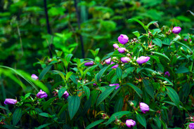 山花 