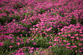花海  花粉色