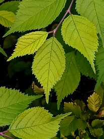 榆树 树叶 叶脉 绿叶 微距