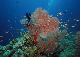 探索海洋生物    
