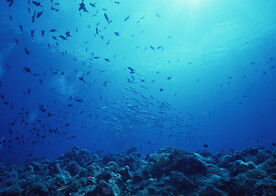 探索海洋生物   