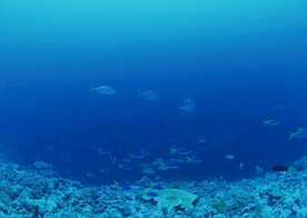 神秘海域生物    