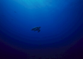 海洋动物海龟科      