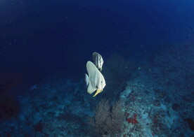 神秘海域生物    
