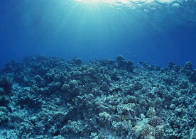 神秘海域生物    