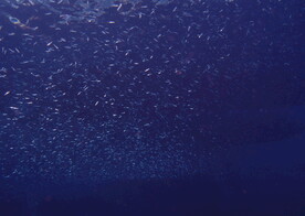 神秘海域生物    