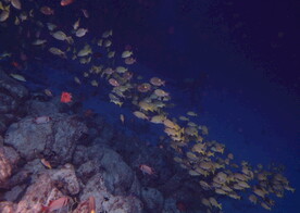 神秘海域生物    