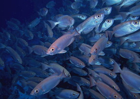 神秘海域生物    
