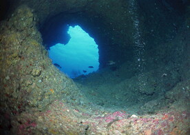 神秘海域生物    