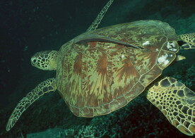 海洋动物海龟科      